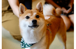 帰宅した飼い主「嫌な予感がする…」現行犯の柴犬が浮かべた“まさかの表情”に爆笑