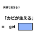 英語で「カビが生える」はなんて言う？