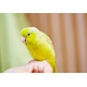 好奇心旺盛なインコ　帰宅すると”まさかの物”をくわえ…→「やってくれたなぁ！」「笑った」
