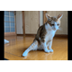 2階のベランダから落ちた愛猫　病院では異常なく家に帰ると…⇒まさかの様子に「すごいな～」「甘えたかったのかな」