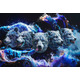 MAN WITH A MISSION、8月から3ヶ月連続で新曲配信リリース決定｜ワールドツアーも開催間近