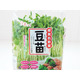 その豆苗、本当に新鮮？ プロが教える「おいしい豆苗」の見分け方と長持ちさせる保存術
