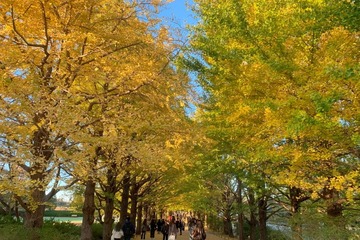 国営昭和記念公園、イチョウ並木が見ごろに 自然が織りなすトンネルを秋散歩 画像