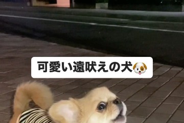 「もっとはやく出会いたかった」「５ｍ先にも届かなそうなサイレンｗ」SNSで話題のうわうわ犬！？可愛すぎる独特ななき声にハマる人続出中 画像