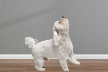 飼い主の鼻歌に”遠吠え”する愛犬　鼻歌をやめるとまさかの様子に…「パパだってばー」 画像