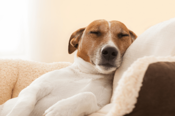 捨て犬を迎え入れた家族　ある日、学校から帰宅すると…まさかの姿に「ありがとう」 画像