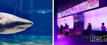 サメの種類日本一、大洗水族館で特別バックヤードツアー6/22 画像
