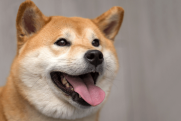 ペットハウスに喜ぶ柴犬　中で暴れていると勢い余り…「笑いが止まらない」 画像