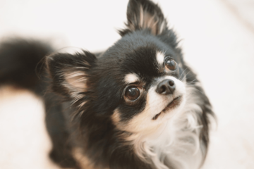 白黒のチワワを飼う家族　成長していくうちに→まさかの変化に「驚いた」「今では笑い話」 画像