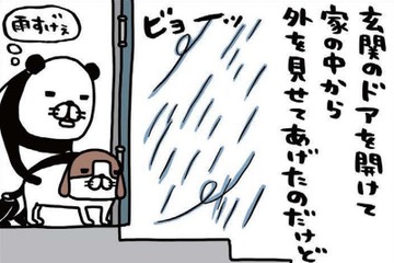 雨風強い日に愛犬。濡らさないように、そっと包み込むのはナゼ？【パンダと犬 ＃26】 画像
