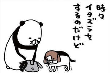 老犬・梅吉がヨボヨボしてイタズラをしに来る…スピードの遅さが逆にかわいい【パンダと犬 ＃32】 画像