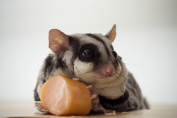 隅で好物を食べるモモンガ　飼い主が後ろから近づいた結果…「人間みたい」「どこに行った」 画像