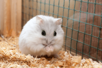 実家で飼うハムスター　巣箱にコーンチップ入れると…→ハムスターの”まさかの行動”に「そんなに！」「家族全員大笑い」 画像