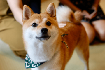 リビングで…3歳の柴犬が警戒態勢に！？視線の先を見ると⇒「思わず吹き出した」 画像