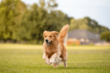愛犬と散歩中…近所のお寺で池を発見⇒愛犬の”まさかの勘違い”で「思わず爆笑」 画像