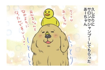 サロンでシャンプーしてもらった愛犬。もふもふに隠れて…せっかくのチョーカーはどこ？【おさんぽですし！　おしゃべり犬とイライラ猫の日記 #13】 画像