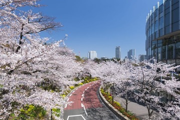 東京ミッドタウンで春の到来を祝う期間限定イベント、夜桜ライトアップや美食を堪能 画像