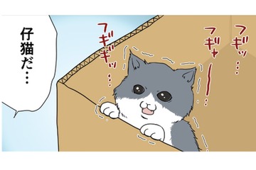 ダンボール箱の中で必死に鳴いてる仔猫を発見…こんな小さいのに誰が捨てたの？【おさんぽですし！　おしゃべり犬とイライラ猫の日記 #18】 画像