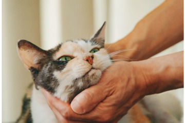 誰にも邪魔されない至福の時間！ 飼い主に優しくナデナデされて溶ける看板猫・ミケちゃん【続 ミケちゃんとやすらぎさん #２】 画像