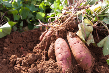 22歳の息子が泥だらけ！？70歳の祖母の“自慢げな様子”に⇒「言葉にできないほど幸せ」 画像