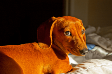 トイレに失敗した愛犬が驚きの行動に！？　自力で「証拠隠滅」を試みるも⇒目が合った瞬間の”反応”に「爆笑した」 画像