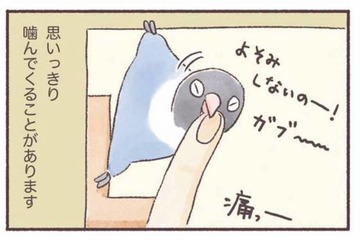 インコもやきもちをやく!? 大好きな飼い主に見せる”嫉妬サイン”【うちのインコたちは今日もおしゃべり #４】 画像
