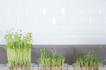 「豆苗」1パックで何回まで楽しめる？ペットボトルでも育つ！プロが教える失敗しない「再生栽培」のコツ 画像