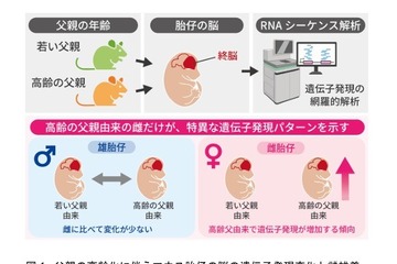 父親の高齢化による脳遺伝子発現に性差…東北大がマウス研究 画像