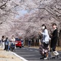 避難指示解除に向け、通行規制が緩和された通りで桜を楽しむ人たち。「桜のトンネル」全域への立ち入りが可能となった＝9日午後、福島県富岡町