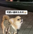 「もっとはやく出会いたかった」「５ｍ先にも届かなそうなサイレンｗ」SNSで話題のうわうわ犬！？可愛すぎる独特ななき声にハマる人続出中 画像