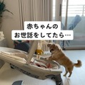 【心臓が弱い方は見ないでください】昼と夜、別人のような顔を持つ愛犬に驚愕…！赤ちゃんのお世話をよく手伝ってくれる優しいチワワが夜に人目を盗んでしていたこととは 画像