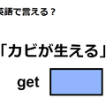 英語で「カビが生える」はなんて言う？ 画像