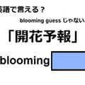 英語で「開花予報」はなんて言う？