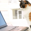 リモート会議中の飼い主　上司が重要な話をした瞬間→愛猫の”まさかな行動”に「主役を奪うとは…」「笑った」