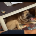 箱の中身が気になる愛犬　中身を取り出した瞬間⇒予想外の行動に「そんなに驚く？」「家族全員で大笑い」