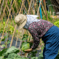 農家をやっている80代の祖父母　孫「こんなに食べれないよ」⇒祖父母から”送られてきた物”に「何歳になっても孫」 画像