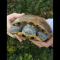 ベランダで飼っている亀　なぜかエレベーターの近くで発見⇒「なんでここに？！」亀がいた”まさかの理由”に驚愕 画像