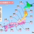 桜開花予想、東京3/22…つぼみ調査で西日本は「先が黄色に」 画像