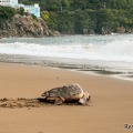 ウミガメの産卵地で有名な大浜海岸