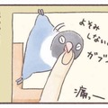 インコもやきもちをやく!? 大好きな飼い主に見せる”嫉妬サイン”【うちのインコたちは今日もおしゃべり #４】 画像