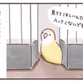 「入ってこないで！」でも「見てて！」狭いところが好きなインコのかわいい本音【うちのインコたちは今日もおしゃべり #５】 画像