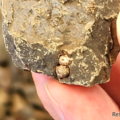 体験で発見された巻貝の化石