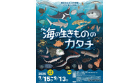 【夏休み2026】みなと科学館「海の生きもののカタチ」企画展9/13まで…実寸大エイも 画像