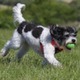 可愛すぎ！元横浜Fフットレ、「犬にサッカーの英才教育」する 画像