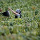 仏、シャンパン売上高が最高に 画像