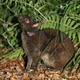 クロウサギ事故死、最多 画像