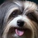 インモービレ、子犬とたわむれる 画像