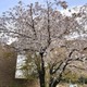 京の桜満開、昨年が過去最速 画像
