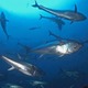 日本のマグロ漁獲枠295トン増 画像
