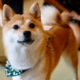 敏感すぎる柴犬…禁句の”おふろ”を言い換えたら⇒まさかの状態に「思わず笑った」 画像